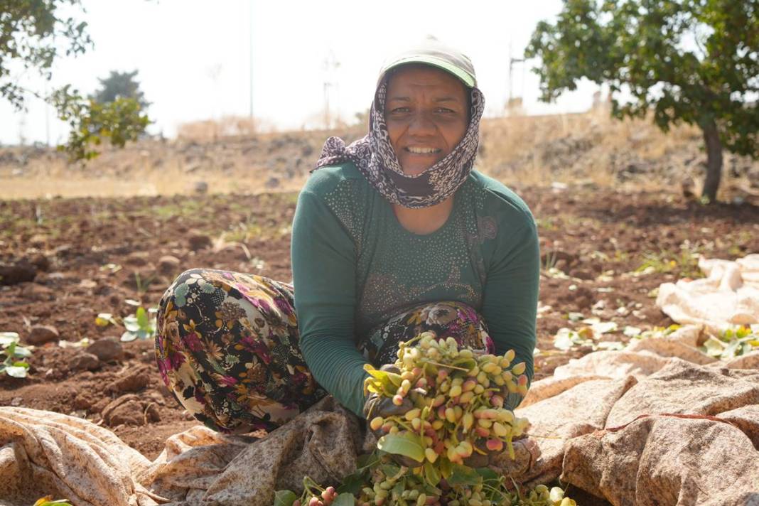 O kentten yeşil altın fışkırıyor: Bu yıl hasat bol! Fiyatına rağmen kapış kapış satılıyor 6